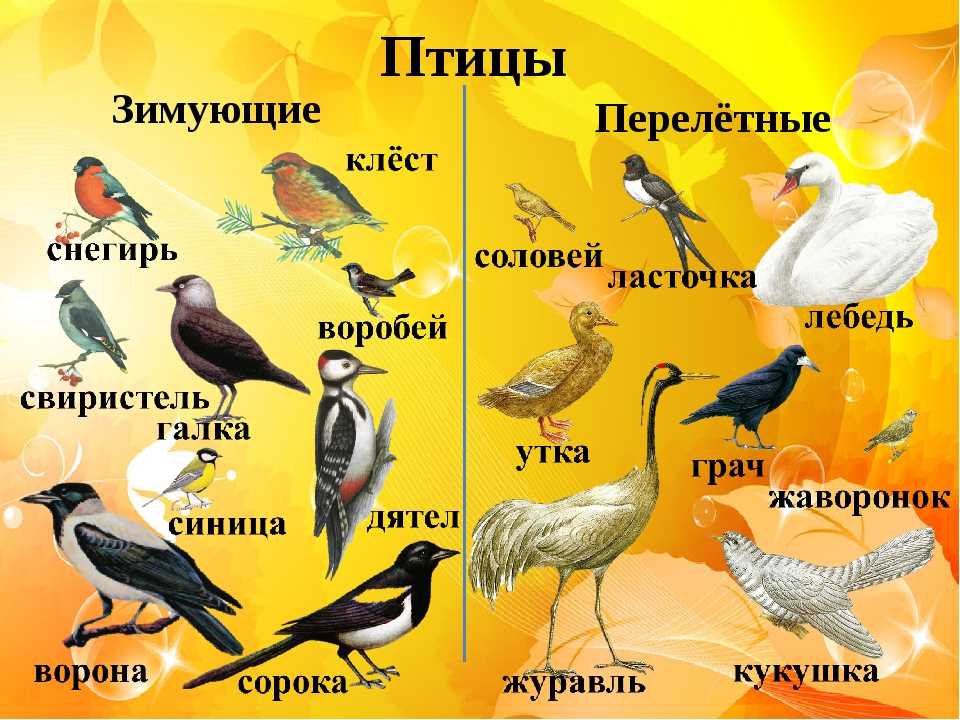 10 самых опасных птиц