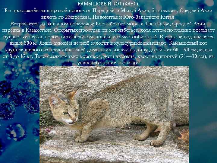 Домашний камышовый кот: характер породы, много фото
