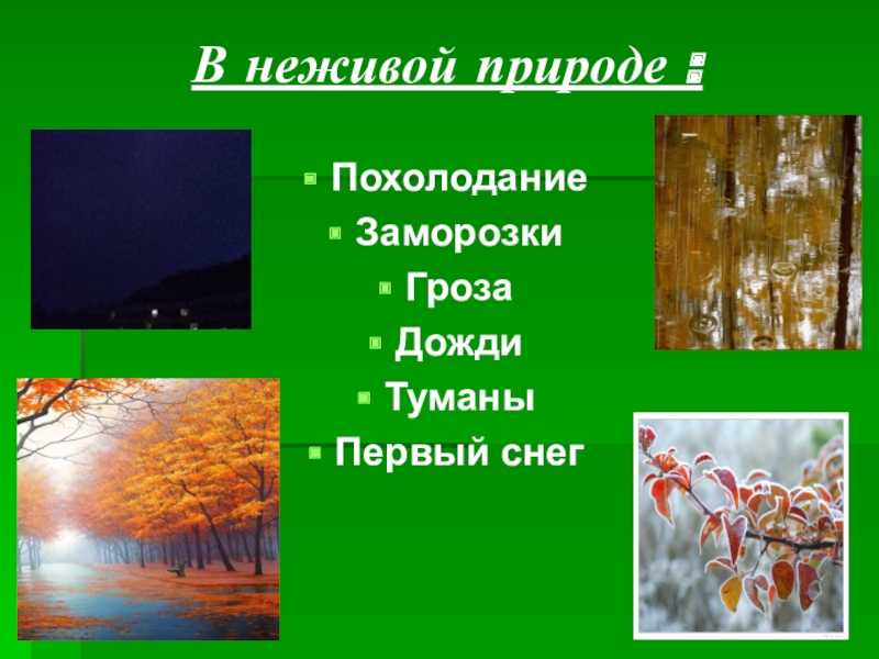 Листопад ⭐ в биологии: что это такое, характеристика и функции листопада