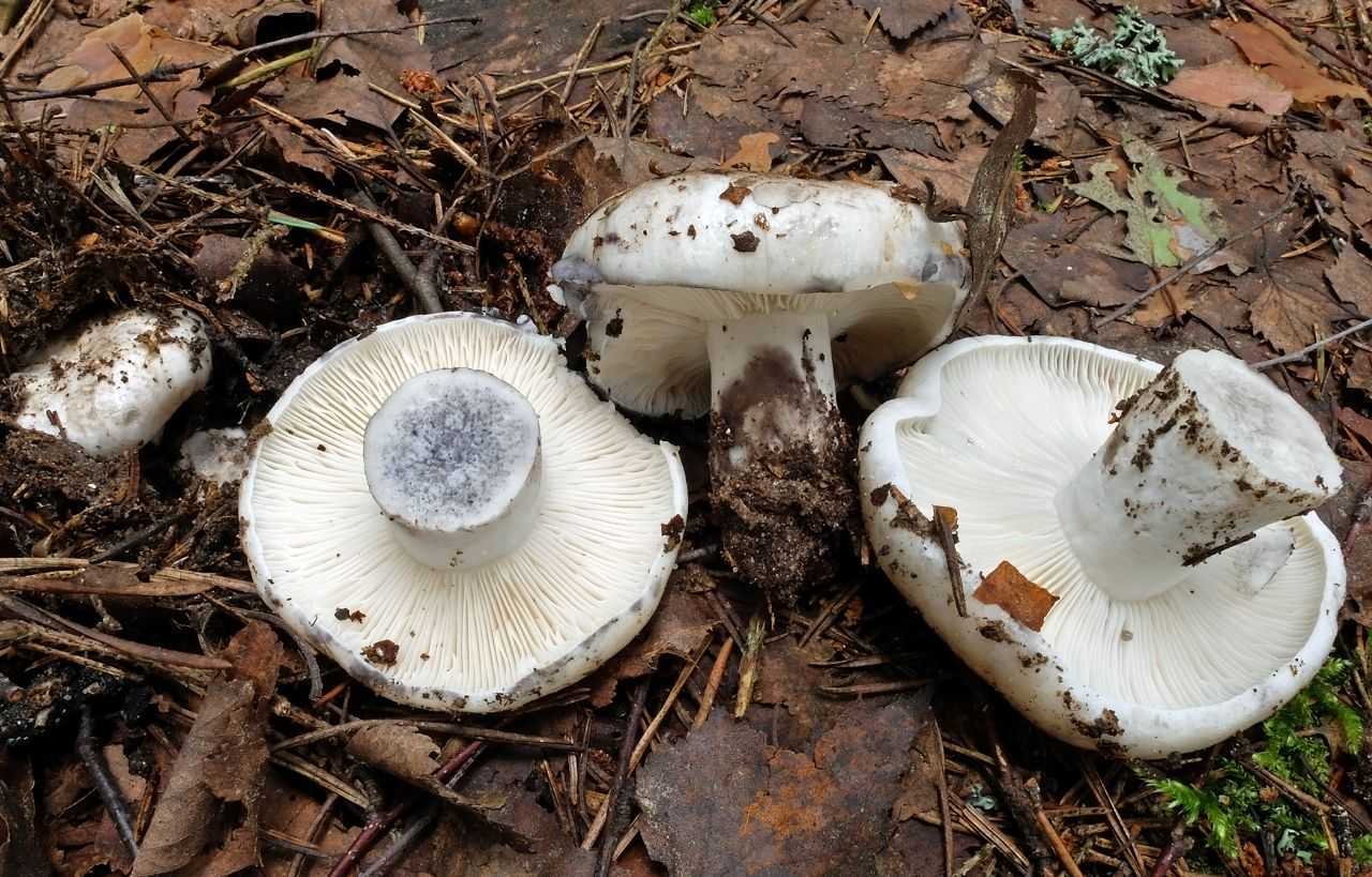 Гриб сухой груздь (белые подгруздки): описание, фото