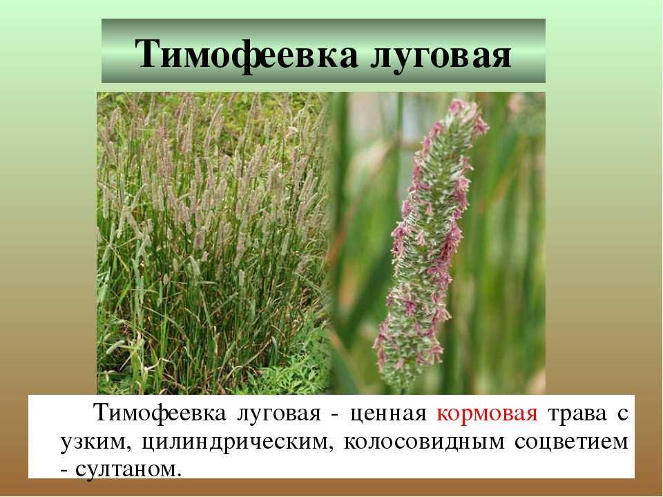 Тимофеевка луговая