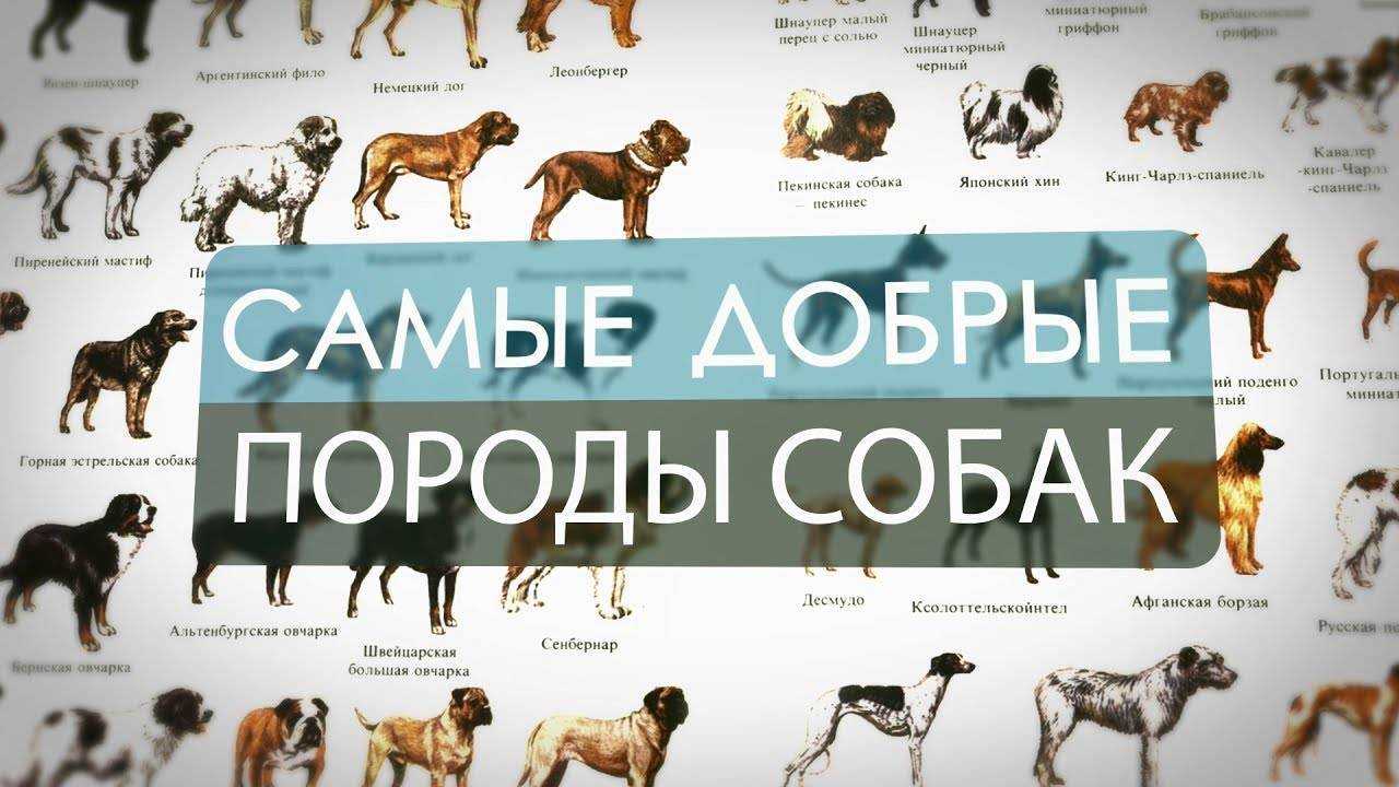 Самые умные породы собак — топ-10 с фото и описанием