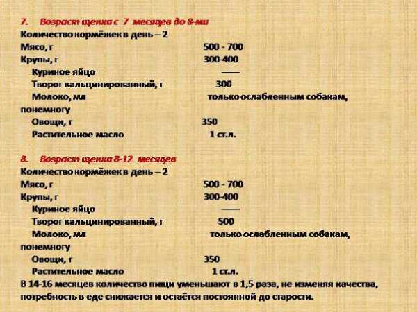 Особенности ухода за щенком таксы.