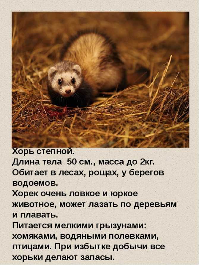 Хорьки фретки: описание поведения, стоимость, уход и содержание в домашних условиях