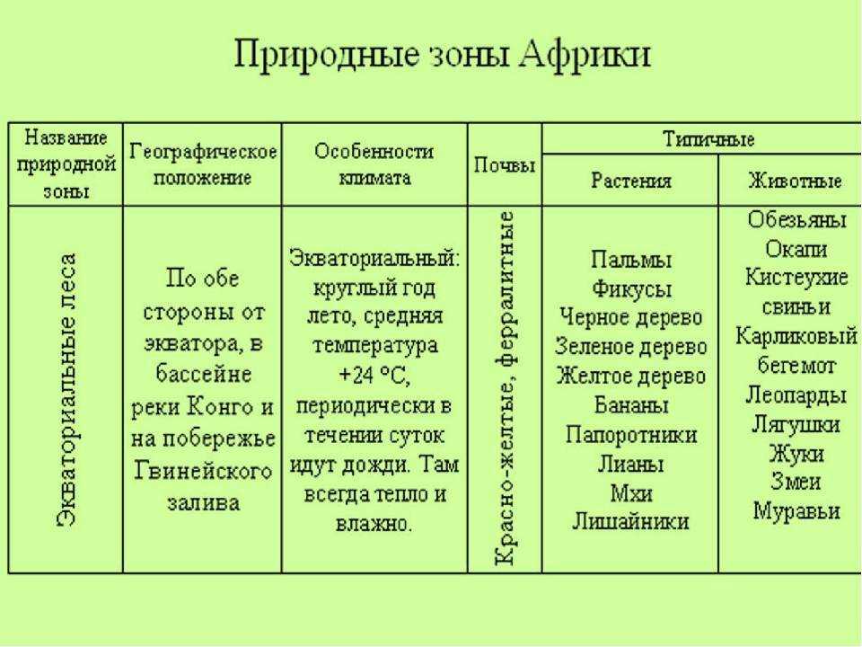 Экваториальные леса: описание флоры и фауны, роль для экологии и планеты в целом