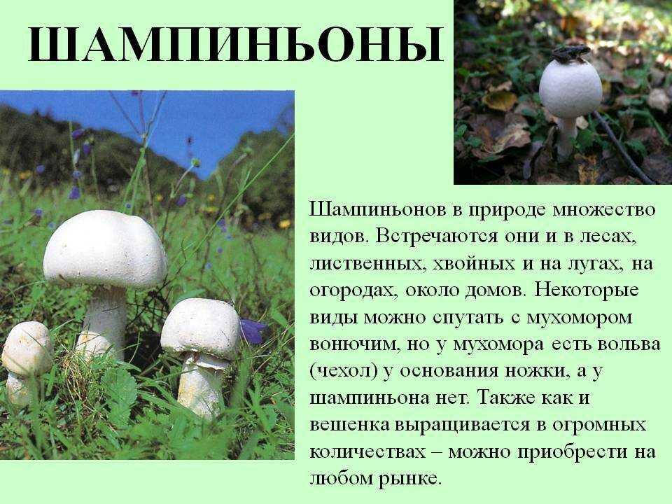 Шампиньоны - 81 фото самого популярного вида для выращивания
