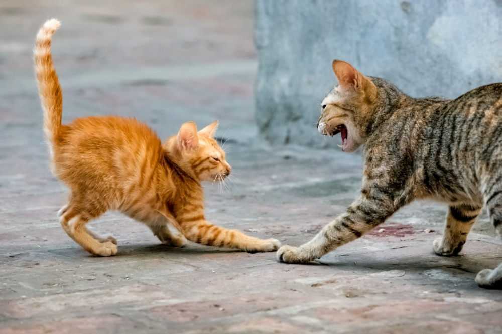 Почему кошки и коты шипят: на человека и друг на друга