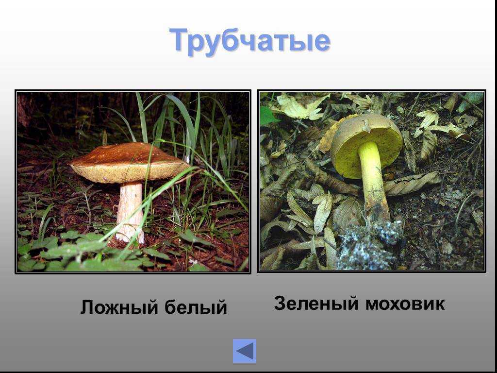 Гриб моховик зеленый — полезный и очень вкусный