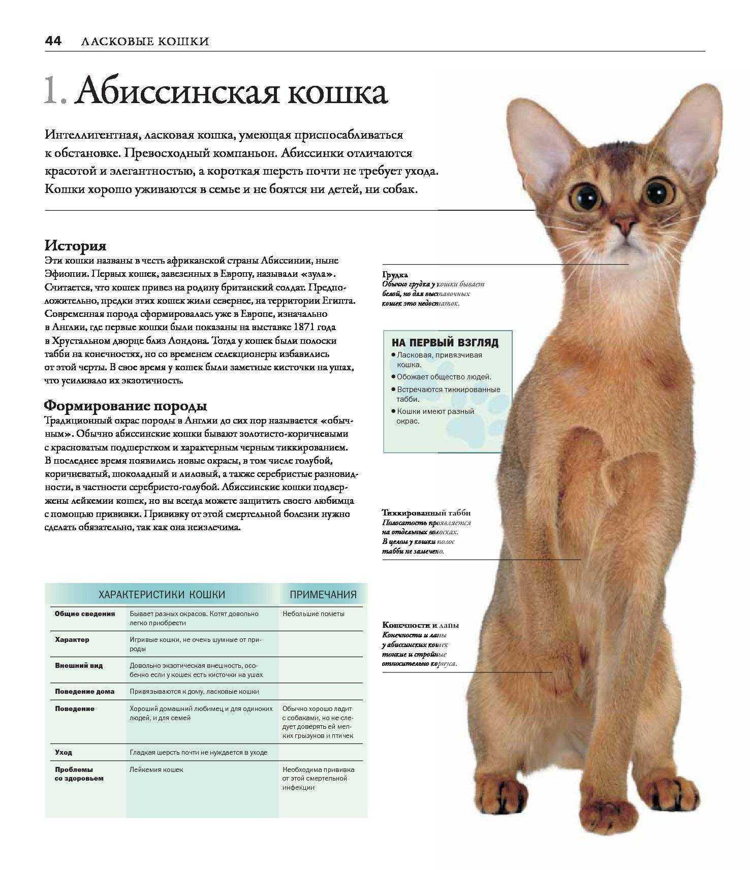 Британские котята фотографии, развитие котят по месяцам с фото и видео