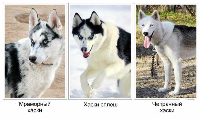 Список пород собак с красивыми голубыми глазами с описанием внешности