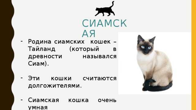 Как назвать сиамского котенка Список красивых имен и кличек для сиамских кошек со значениеми Список запоминающихся и популярных кличек Читайте подробнее