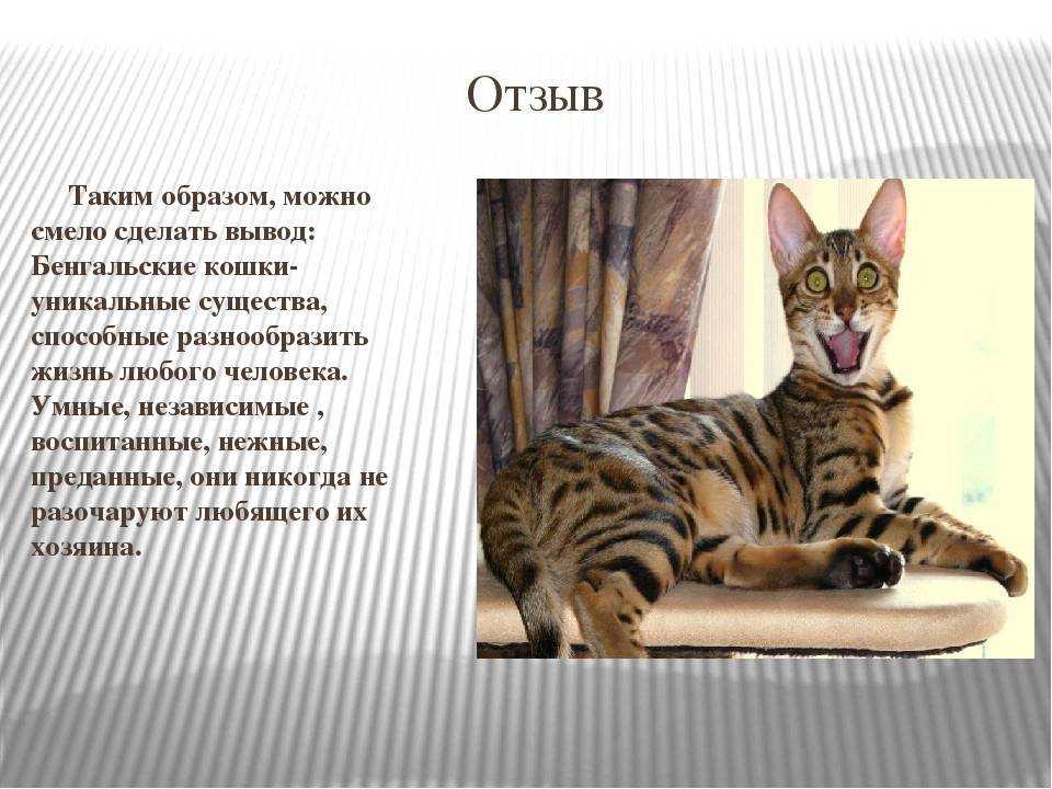 Окрасы бенгальских кошек – цвета, рисунки, фото