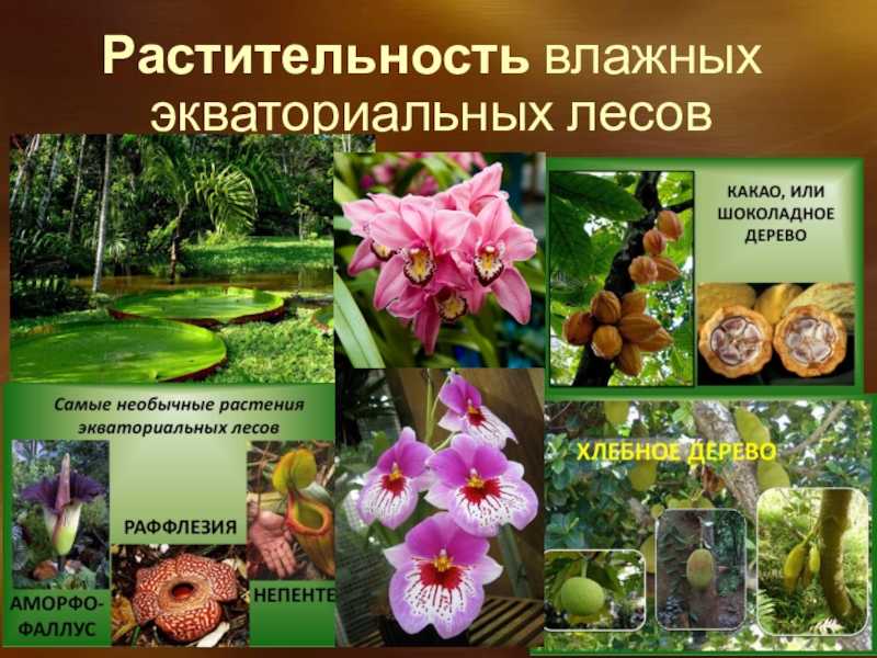 Природные зоны влажных экваториальных лесов: особенности и географическое положение