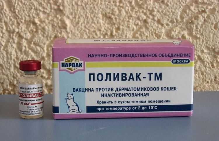 Лишай у котят: как лечить, причины заболевания, осложнения и профилактика | блог ветклиники "беланта"