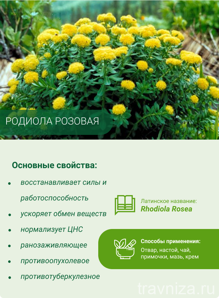 Родиола розовая - сбор, заготовка, применение, рецепты, лечебные свойства