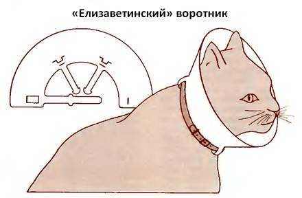 Защитный воротник для кошки: зачем нужен, как выбрать в магазине и как сделать самостоятельно