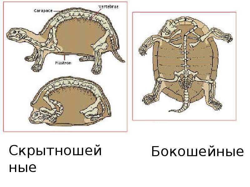 Строение и функции черепашьего панциря