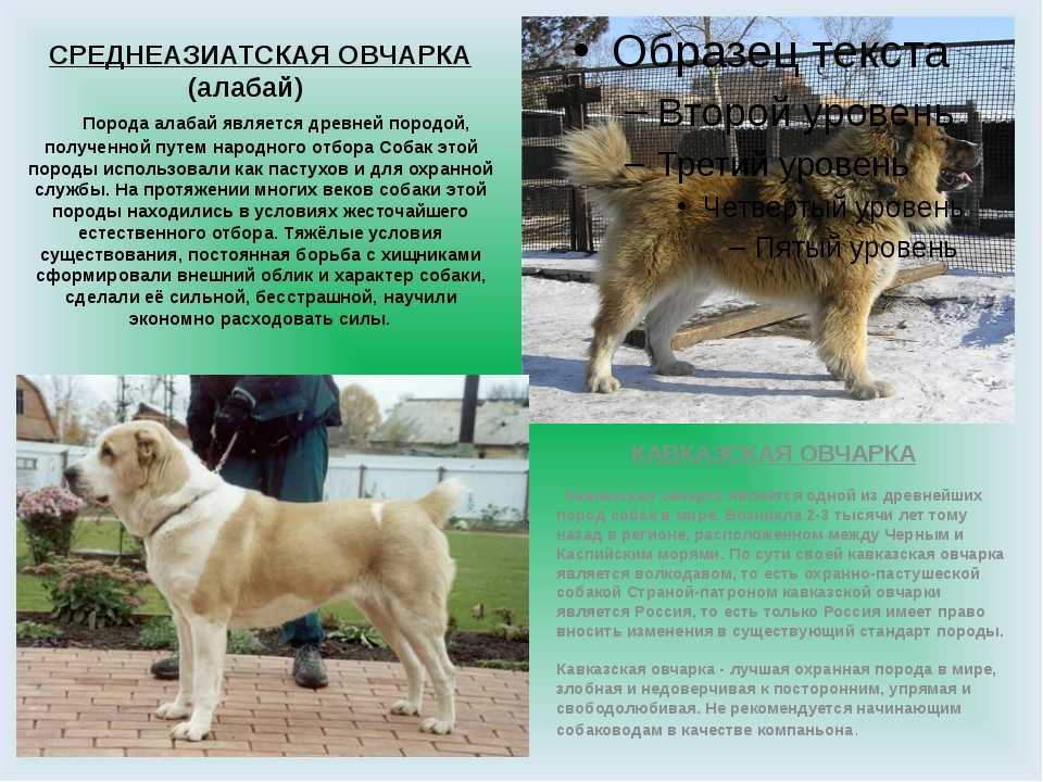 Азиатская овчарка (алабай) - стандарты породы, плюсы и минусы