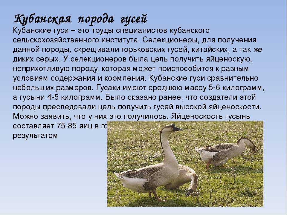 Гусеобразные общая характеристика. отряд гусеобразные (anseriformes). где обитают гусеобразные птицы