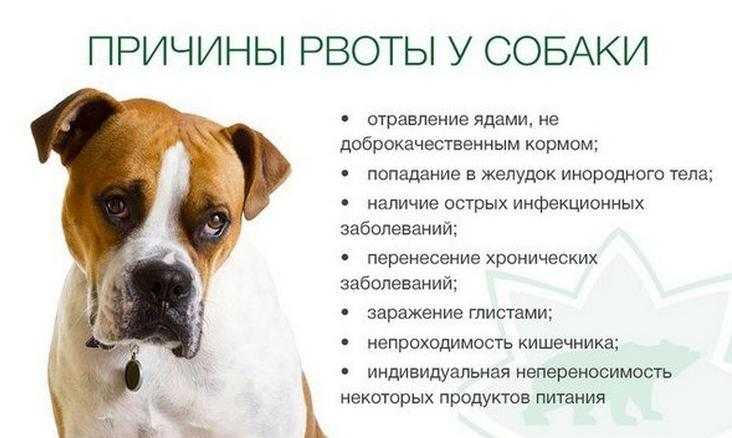 Некоторые собаководы могут забеспокоиться, если обнаружат, что у собаки отрыжка после еды Мы подробно описали причины, по которым она рыгает после приема пищи, а также почему не стоит переживать из-за этого