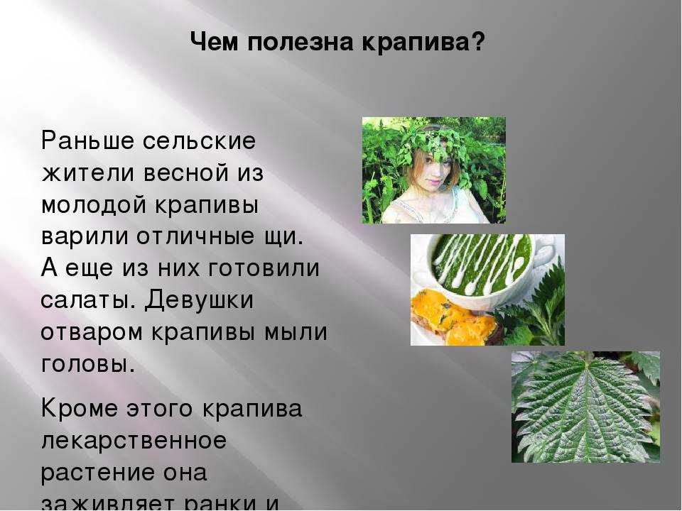 Целебные свойства крапивы | травник
