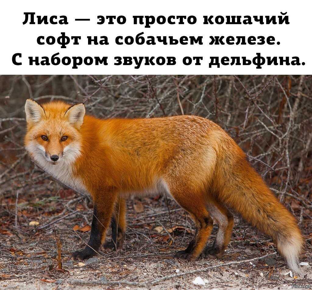 Может ли лиса напасть на кошку