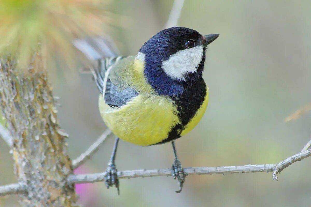 Большая синица parus major