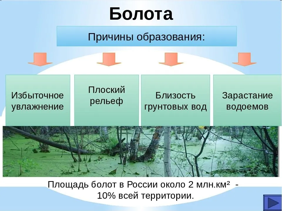 Значение болот для природы и человека, их польза и вред