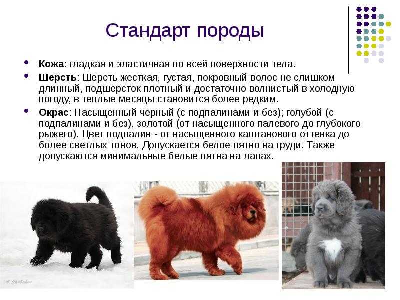 Вес и рост щенка немецкой овчарки по месяцам - таблица и фото с описанием этапов развития