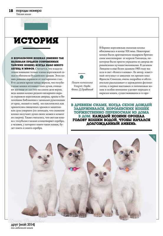 Удивительные кошки кинкалоу