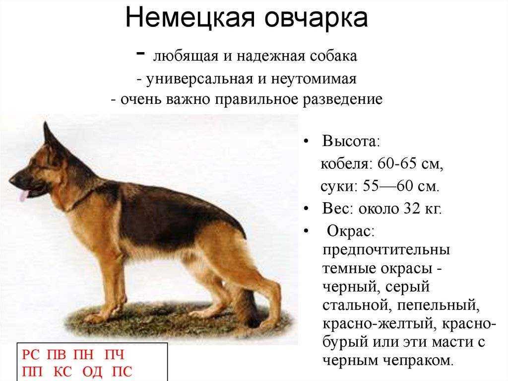 Окрасы немецкой овчарки: стандартные и эксклюзивные