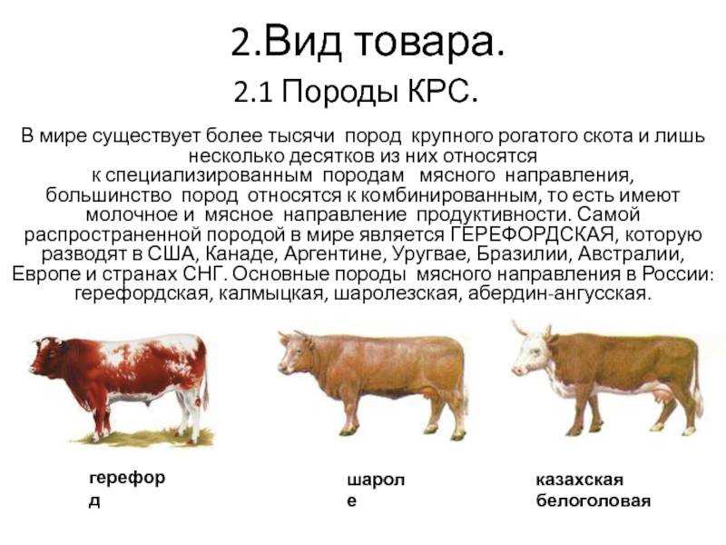 Породы молочных коров. самые популярные и продуктивные породы крс