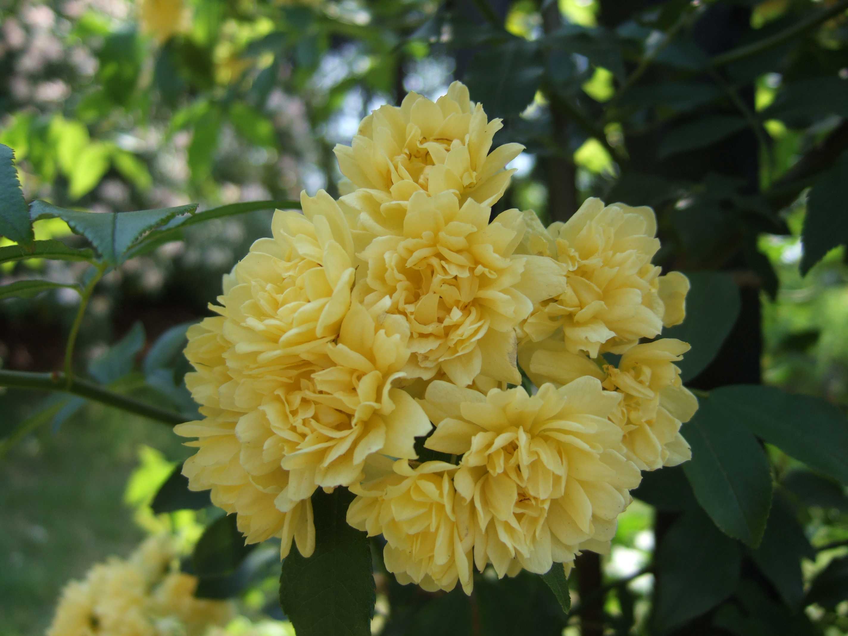 Banksia