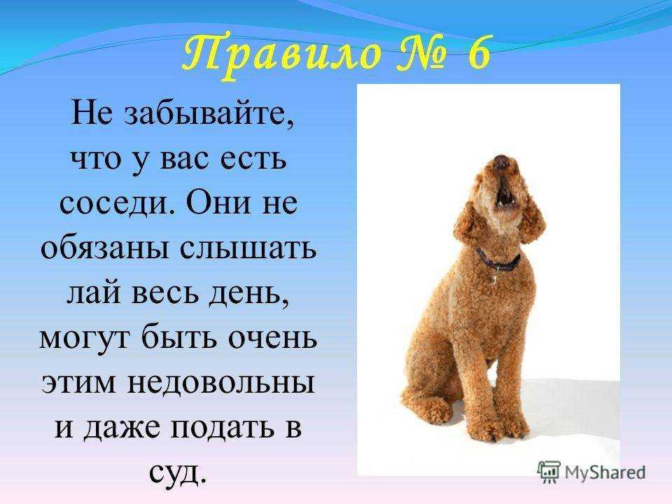 Почему собаки скулят: причины, что делать, отучение от вредной привычки