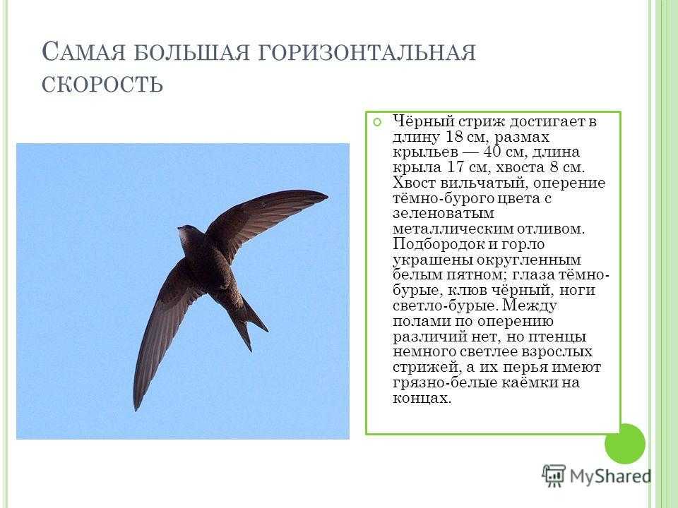 Стриж