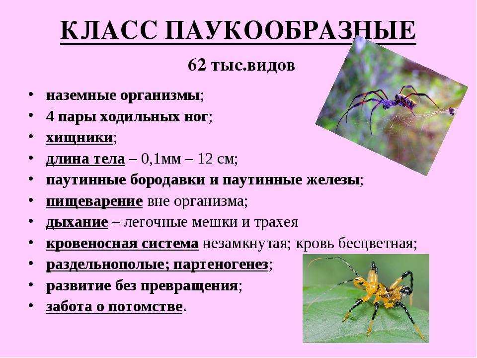 Клещи и пауки - особенности строения и поведения. чем они отличаются? важная информация для учеников 7 класса по биологии! - thisiswin11