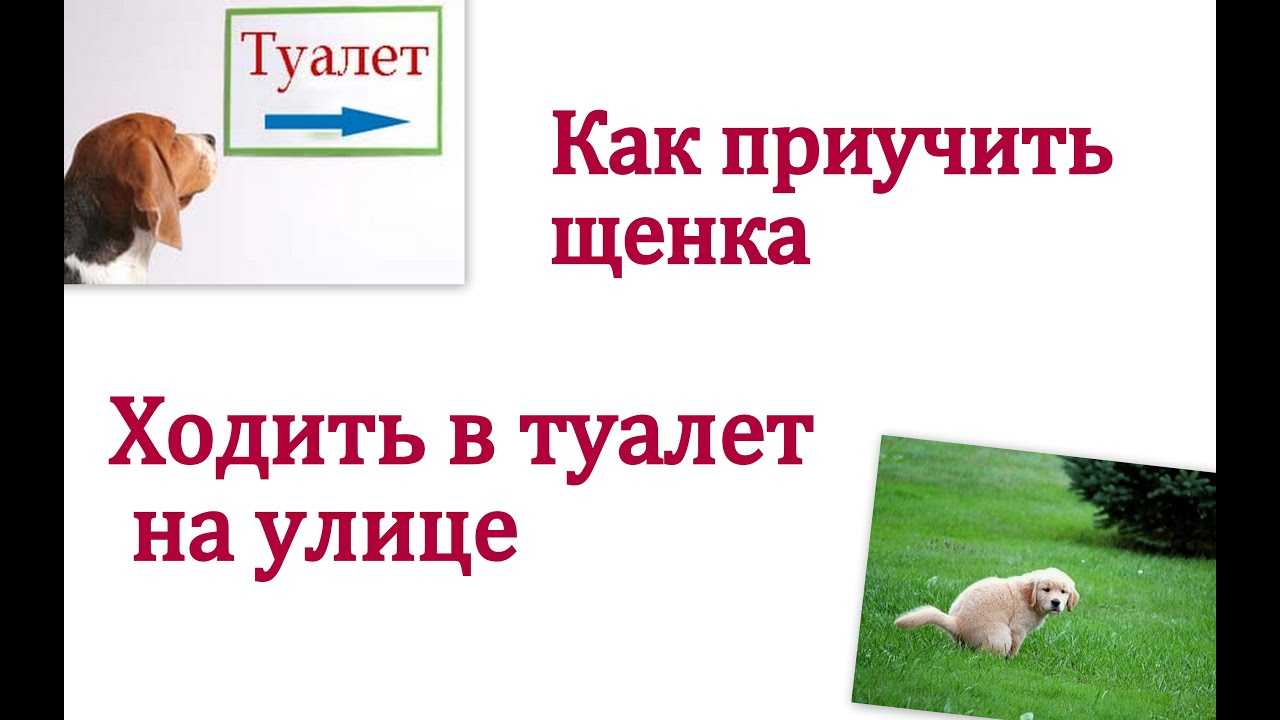 Как приучить собаку ходить в туалет на улицу: проблемы и их решение