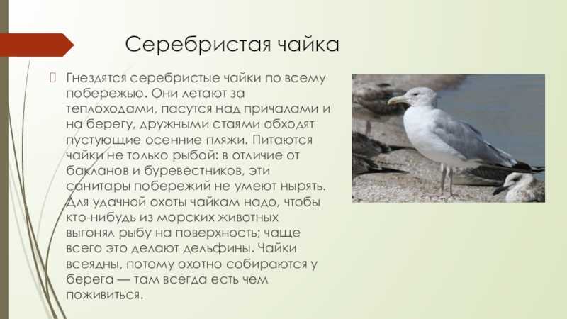 Большие и маленькие птицы крыма