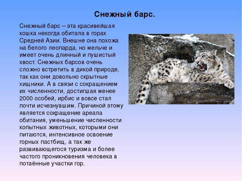 Ирбис: внешний вид, фото, особенности, интересные факты, среда обитания