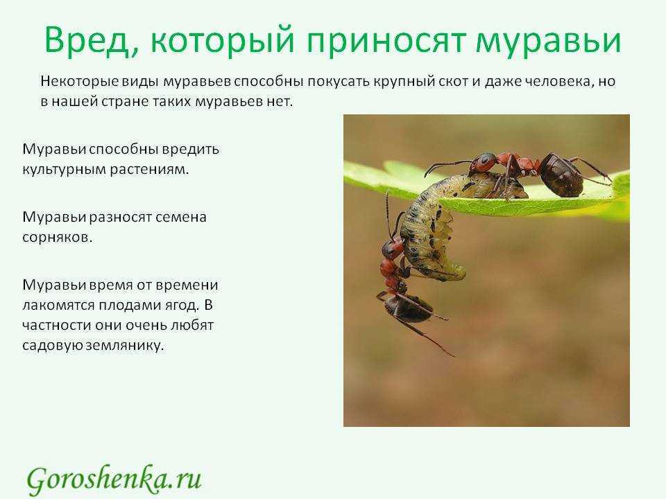 Жужелица садовая — ангел-хранитель вашего урожая