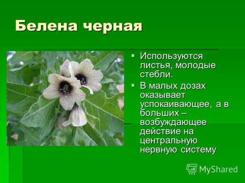 Белена черная лечебные свойства и противопоказания