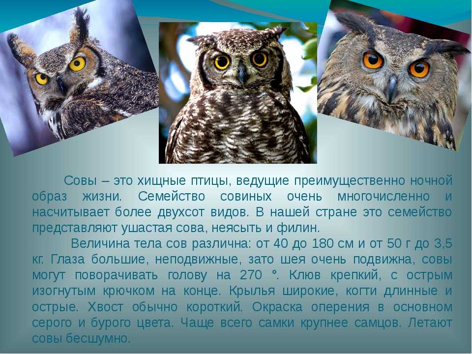 Филин – где обитает эта птица? фото, видео, образ жизни