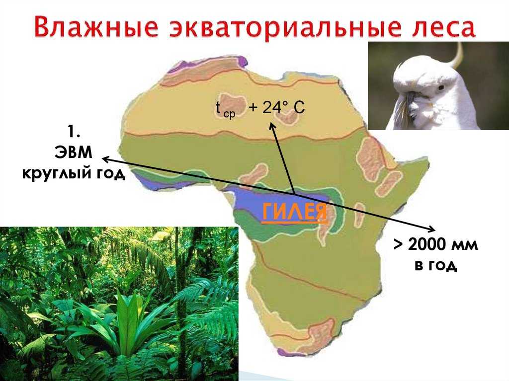 Влажные тропические леса