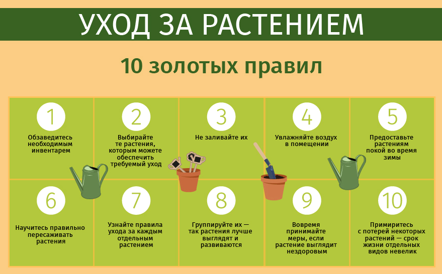 Стевия: польза и вред для организма человека, лечебные свойства и применение травы