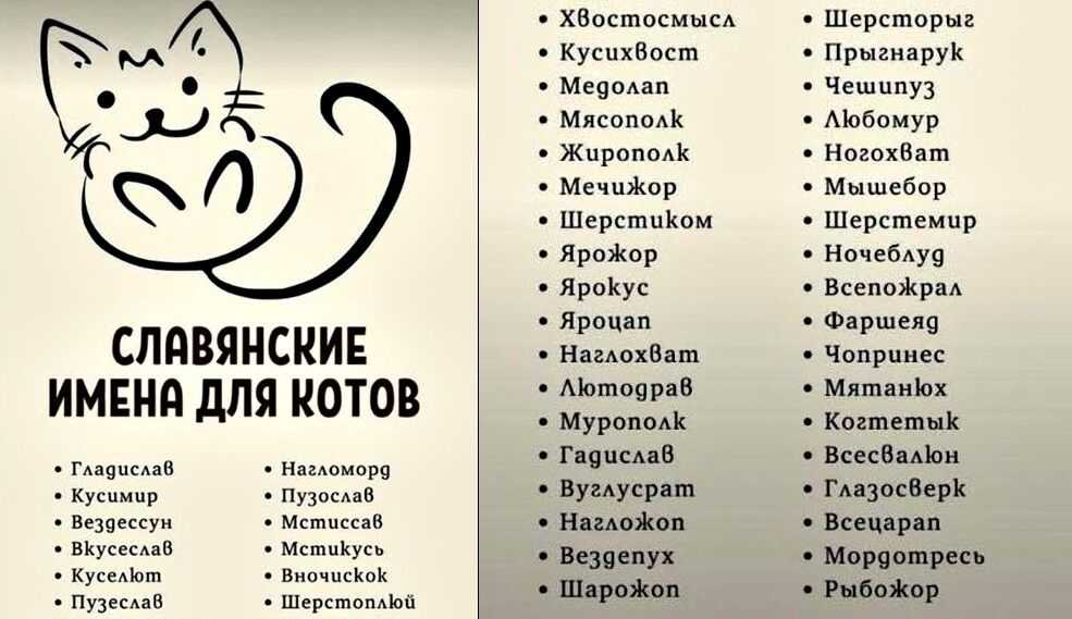 Имена для котов и кошек: список красивых, легких, популярных, современных, редких кличек