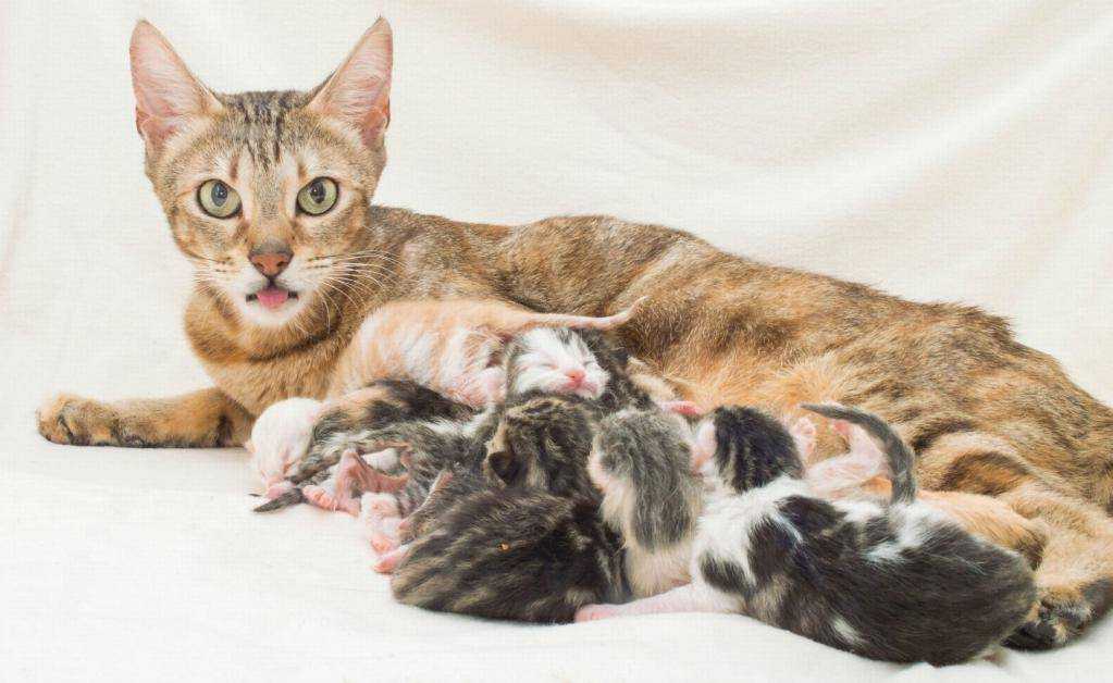 Сколько кошек обычно бывает в помете?