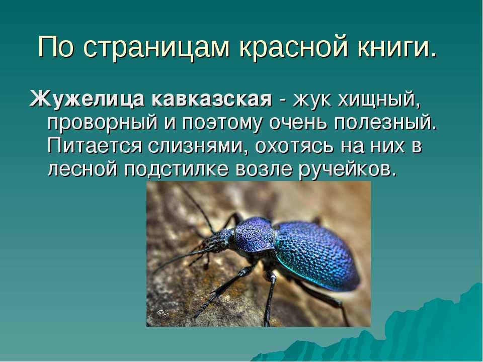 Жужелица: фото, описание и виды, вред для садовых растений и человека