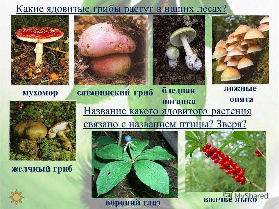 Грибы красной книги россии - название видов, фото и краткое описание — природа мира
