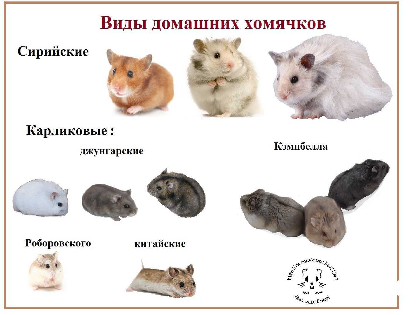 Какого домашнего хомячка выбрать и как его приручить? виды, особенности, фото — ботаничка