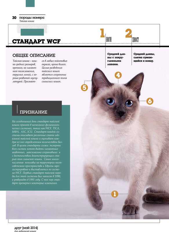 Тайская кошка: описание породы, внешнего вида и характера, уход и содержание, кормление